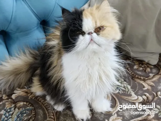 قطة للبيع..