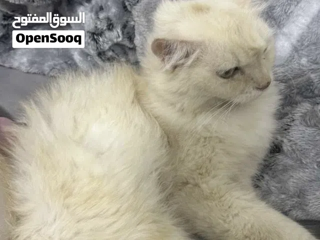 قطه انثى شيرازيه