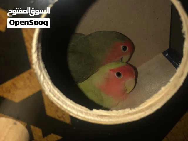 بغبغاء الروز زوج انتج من قبل red face