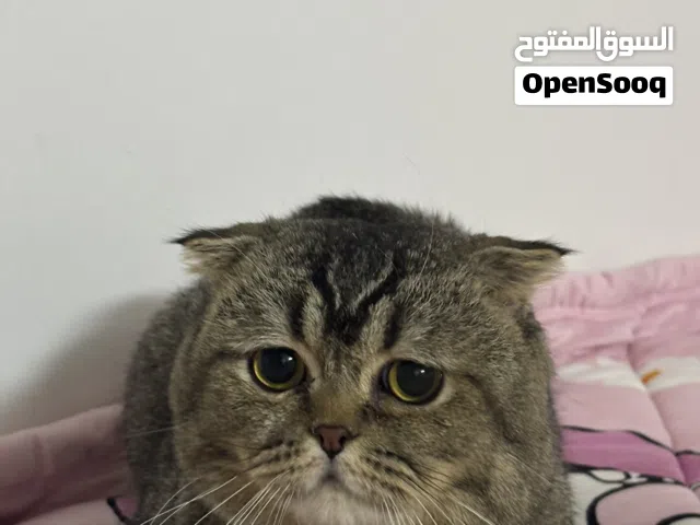 سكوتش فولد للبيع