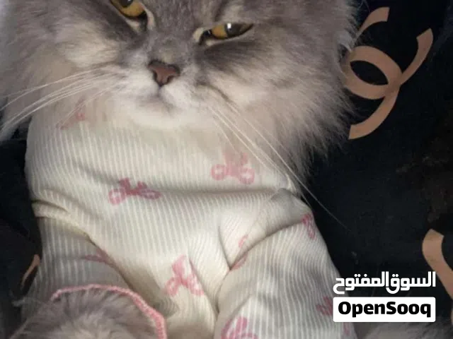 قطة لطيفة ومرحة.النوع: شيرازي العمر: 1.7 سنه اللون: رصاصي