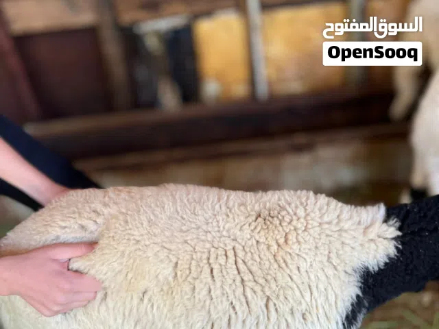 عندي 3خرفان و فطيمة عمرهم أربعة شهور الله يبارك لاقوة الا بالله نشاطات متع زريبة عز متربي