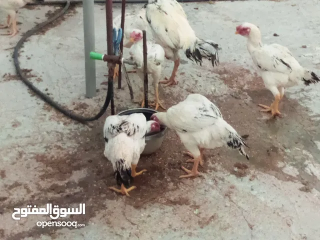 بيض باكستاني والماني وبراهمي سعر البيضة دينار مخصب