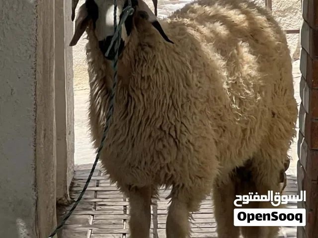 خروف ربي يبارك للبيع تبارك الرحمان