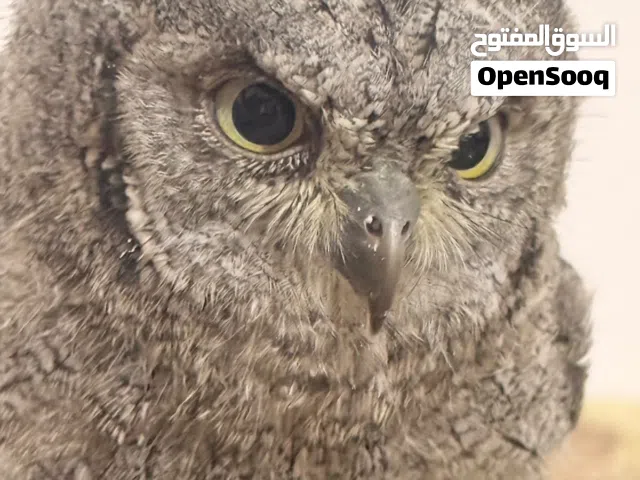 بومة قزمة)