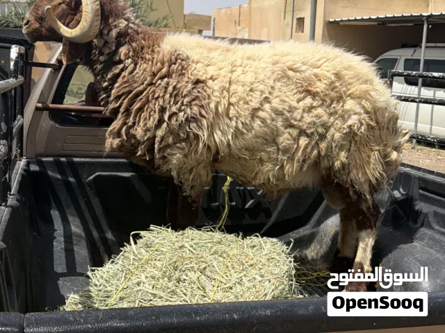 كبش نعيمي راهي
