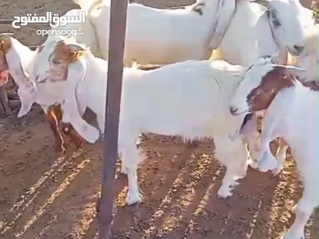 للبيع تيوس انتاج العزبه