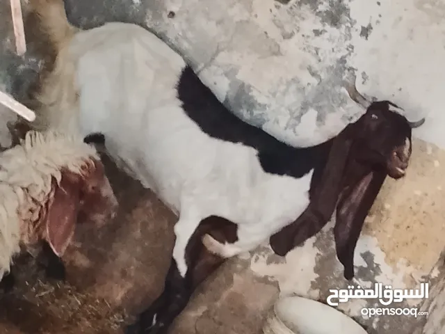 صخله افقانيه خشنه مالت جناي راكبه بلاش 240الف