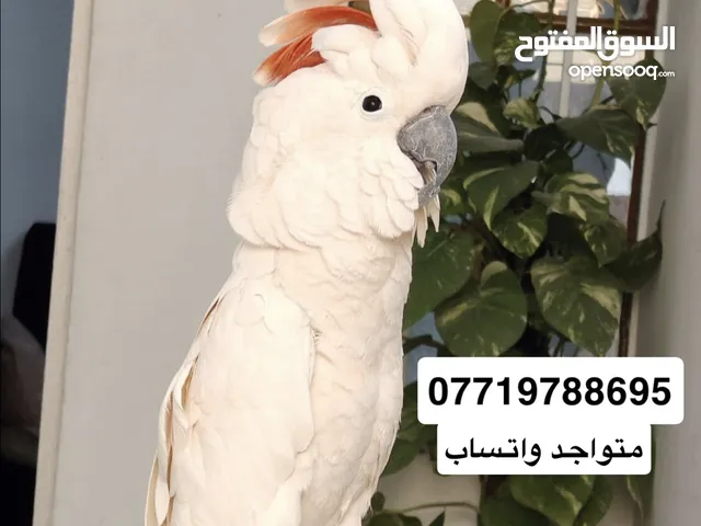 ببغاء كوكاتو ملوكان اليف جدا محلق