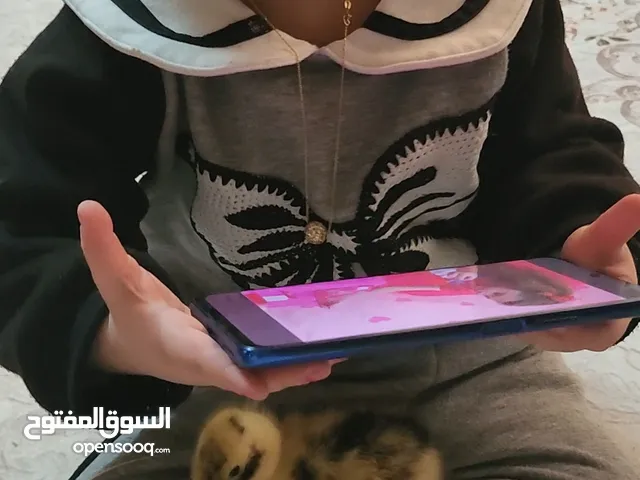 بطه كيوت للتبني