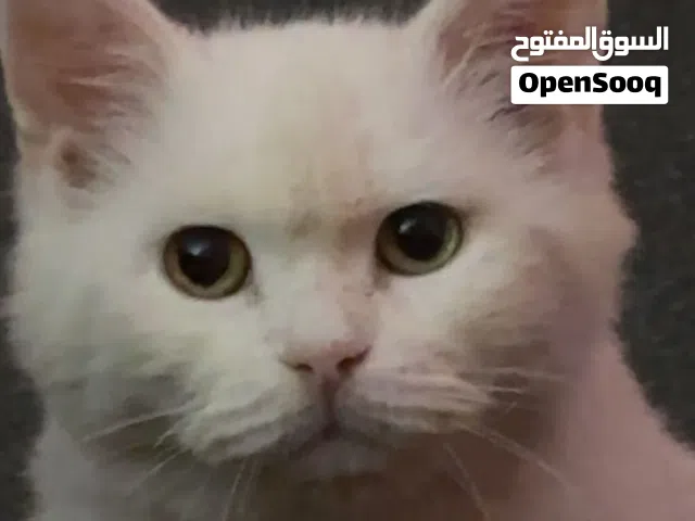 قطة للتبني بدون مقابل مادي