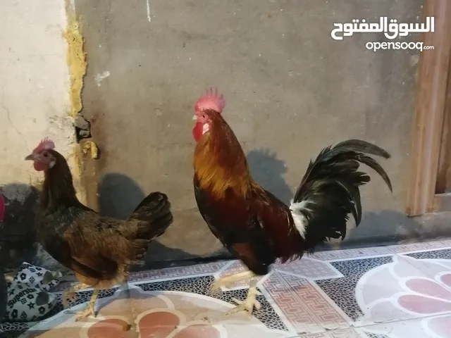 دجاجة وديج شمسي خشنات صاحيات مال بيت السعر 50