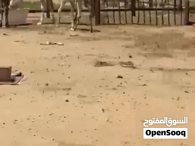 ناقتين للبيع