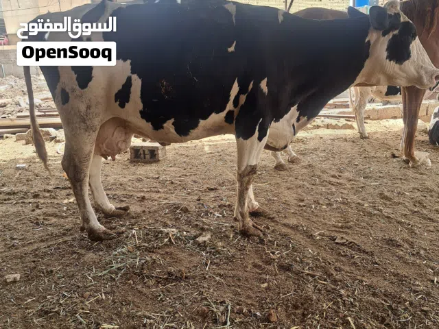 هايشه صلمه خشنه وعاليه حامل طابه بشهرها الحليب ماشاءالله