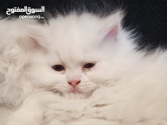 قطط مهجنة شيرازي وراغدول سلالة مميزة للبيع