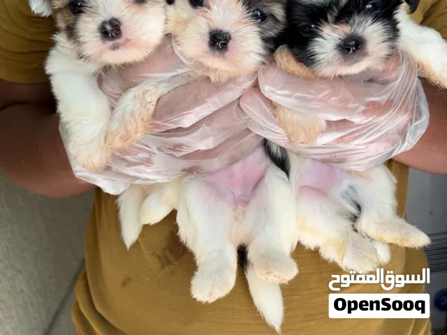 Shetzoo puppy’s