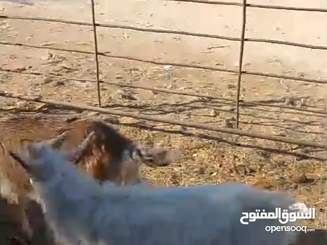 ماعز البينو مقزم توم جدي وسخله