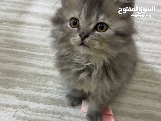 قط شيرازي للتبني برسوم