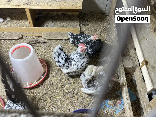 تخم دجاج زاحف
