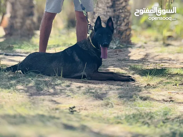 نتايه مينوا