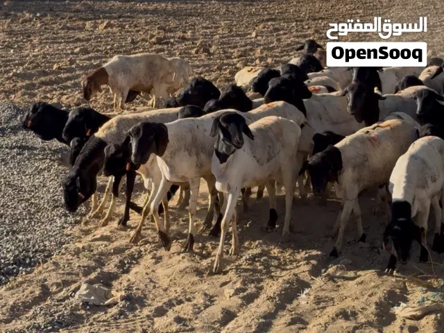 ذبايح ويتوفر خدمة الذبح و التقطيع