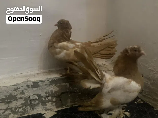 كوبيه روسي لبيع أو لتبديل