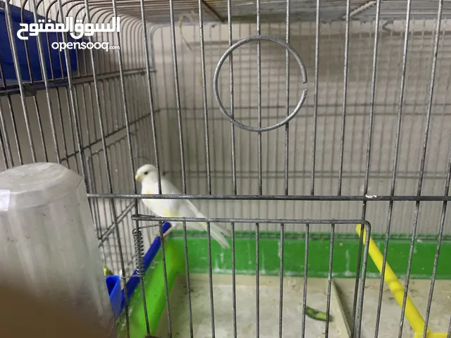 طيور كنار للبيع
