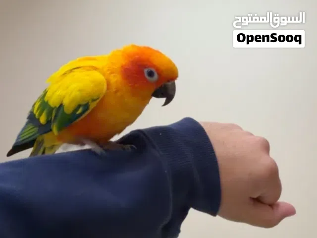 ببغاء صن كنيور اليف ولعوب للبيع