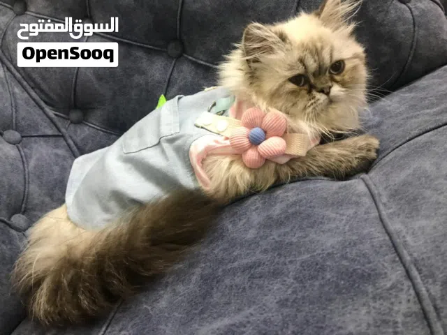 قطة شنشيلا عمرها 3 شهور