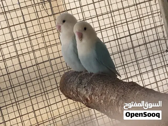 روز اوبلاين وروز العادي (شوف الوصف)