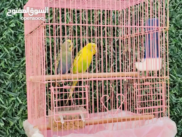 للبيع زوج باجي شرط واحد ربوه يوقف على اليد مايعض هدد داخلي ريش كامل لونه مميز