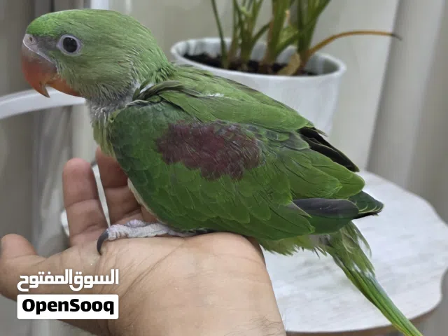 فروخ نيبالي