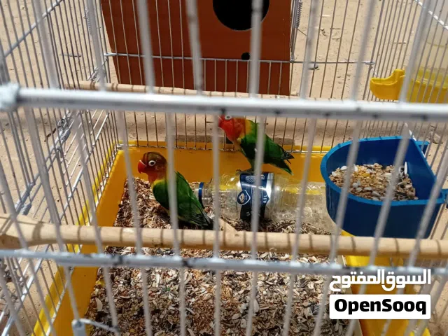 كوبيا فشر قرين ربي يبارك نضافه و نشاطه