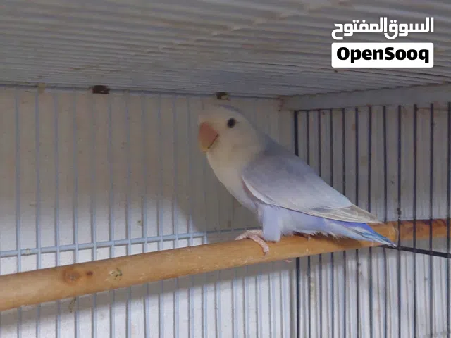 فراخ كوكتيل لاتينو عين حمرا للتاكيل اليدوي