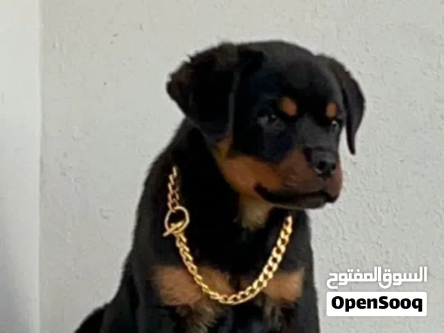 متاح جرو دكر رود استراد تونس