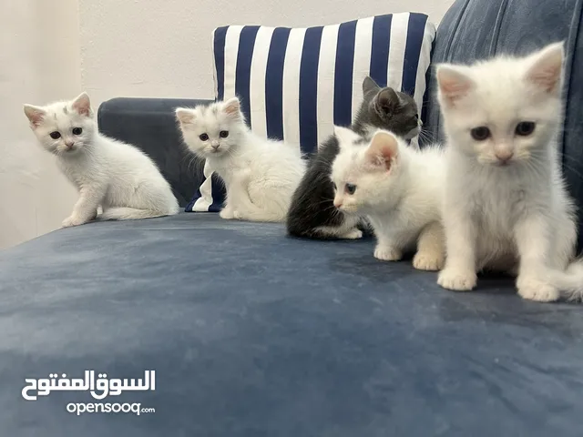 Kittens for adoption.