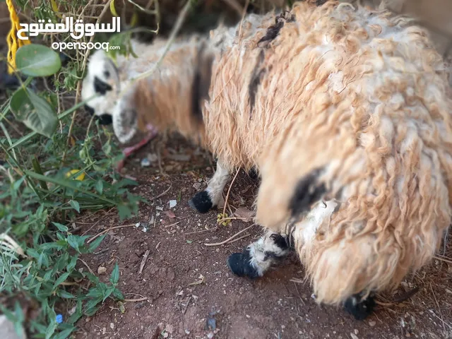 مطلوب خروف بلدي وزن 45 بسعر مناسب