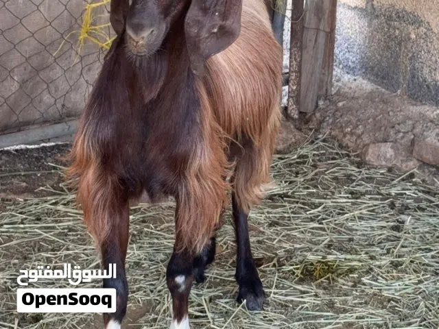 تيس عماني للبيع