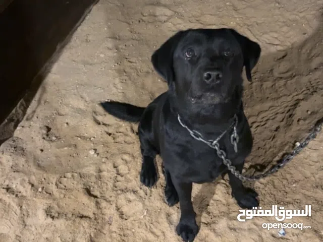 للبيع جلب لابرادور ريتريفر