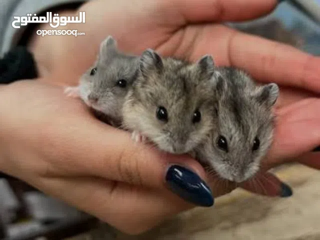 قداد جونغاري للبيع في المدينه المنوره بأفضل الأسعار متوفر زوج منتج مع كامل ملحقاتهم و مستلزماتهم