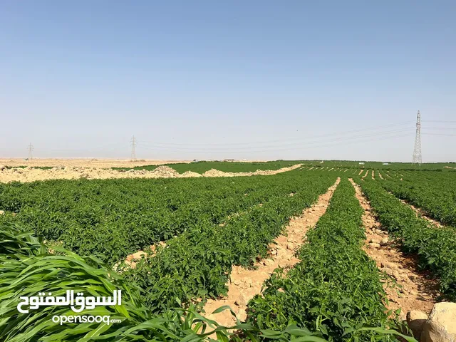 Farm Land for Sale in Mafraq Al-Badiah Ash-Shamaliyah