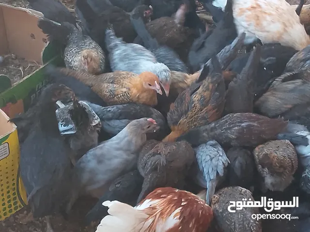 بيع فراخ جاج