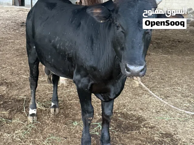 عجل سمين فل