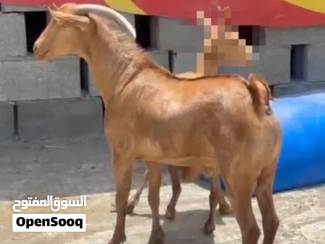 تيس ظفاري للبيع