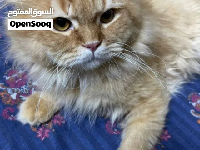 للبيع قط أليف ويلعب ينفع حق الاطفال