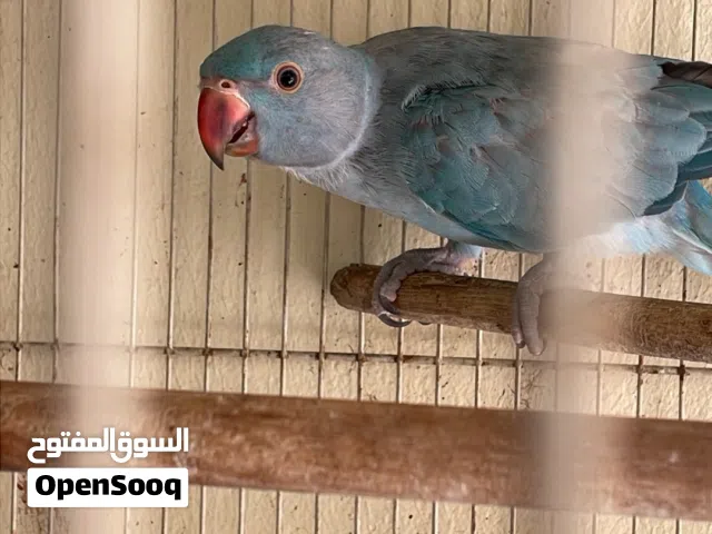 للبيع متوو