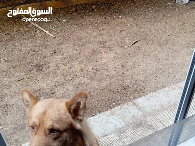 السعر 4000 جنيه