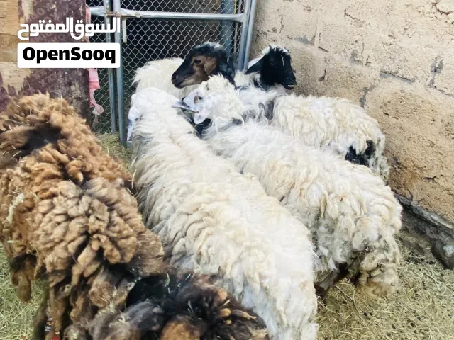 جعد عمانيات للبيع