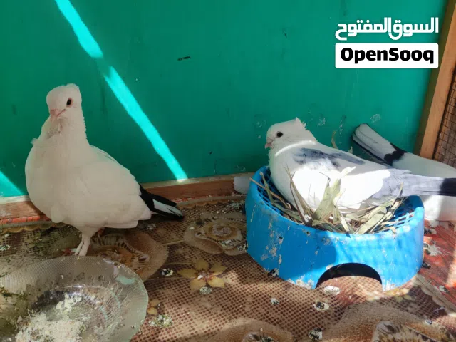 حمام ارفلي زوج وافراخهن
