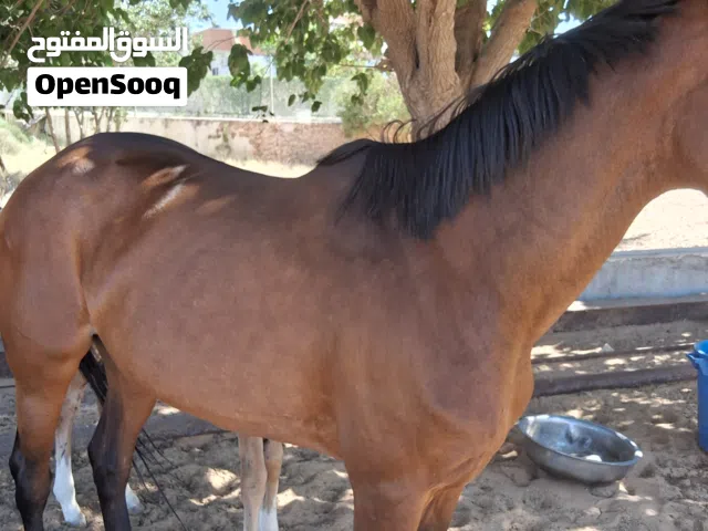 فرس انجليزية انتاج محلي تحتها فلو
